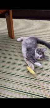 ジャック 様のお迎えした子猫