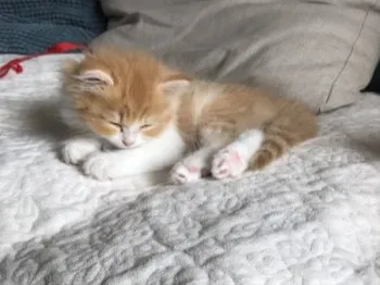 はるちゃん 様のお迎えした子猫