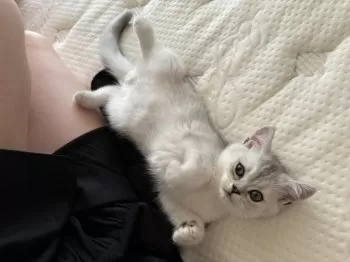 エガワ 様のお迎えした子猫