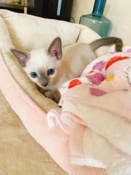 AYACO 様のお迎えした子猫