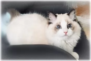 K.O 様のお迎えした子猫