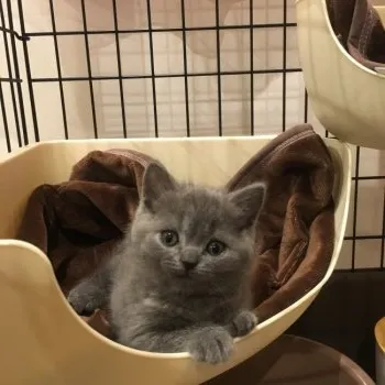 きょん 様のお迎えした子猫