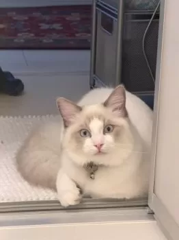 YI 様のお迎えした子猫