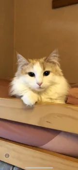 あこ 様のお迎えした子猫