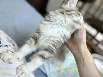 ふゆ 様のお迎えした子猫