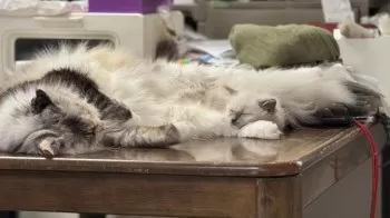 Y.M 様のお迎えした子猫