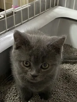 K.S 様のお迎えした子猫