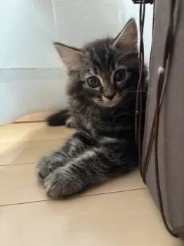 N.W 様のお迎えした子猫