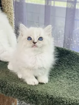 モナ 様のお迎えした子猫