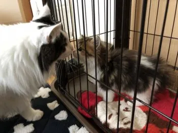 HHHH.. 様のお迎えした子猫