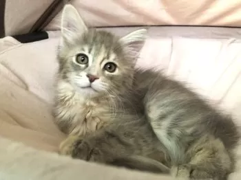 rena 様のお迎えした子猫