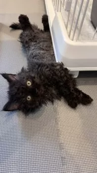 みい 様のお迎えした子猫