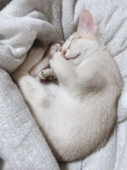 ささ 様のお迎えした子猫