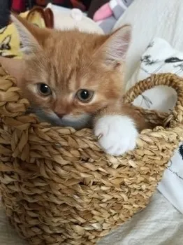 イニシア 様のお迎えした子猫