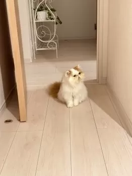 daryl 様のお迎えした子猫