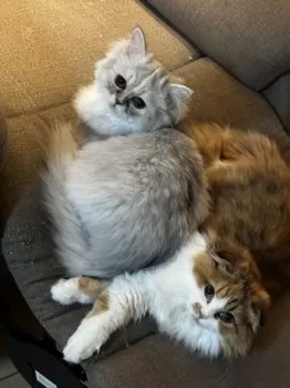 H.K 様のお迎えした子猫