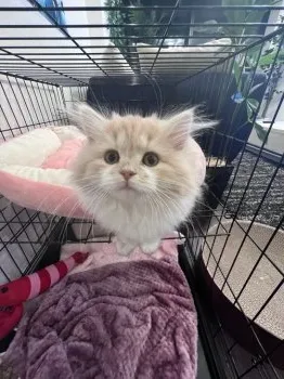 Y.S 様のお迎えした子猫