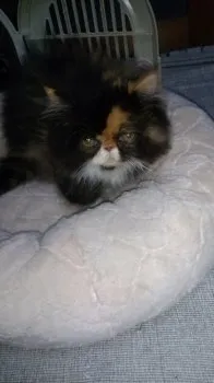 マスモン 様のお迎えした子猫