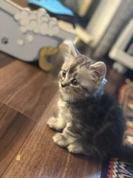 りん 様のお迎えした子猫