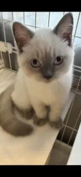 ひよこまめ 様のお迎えした子猫