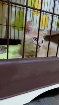 みなみ 様のお迎えした子猫