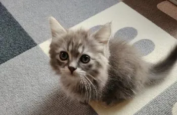 T.K 様のお迎えした子猫