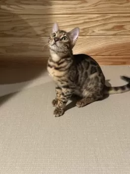 M.U 様のお迎えした子猫