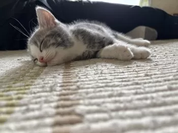 あや 様のお迎えした子猫