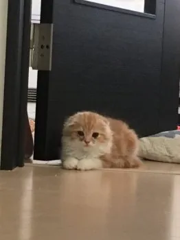レオくん 様のお迎えした子猫