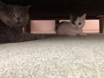 めぐみ 様のお迎えした子猫