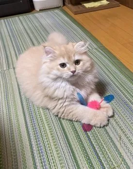 HARU 様のお迎えした子猫