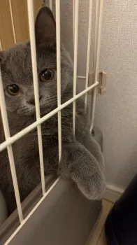 S.K 様のお迎えした子猫