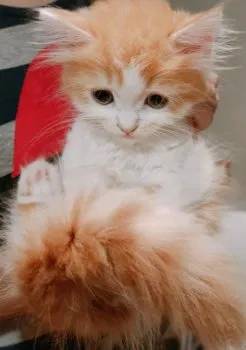 ゆち 様のお迎えした子猫