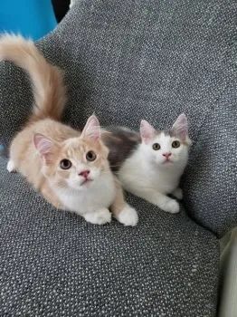 K.A 様のお迎えした子猫