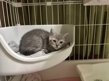 N.I 様のお迎えした子猫