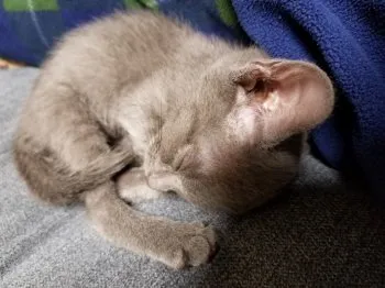 シマ 様のお迎えした子猫