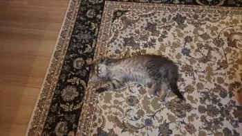 E.K 様のお迎えした子猫