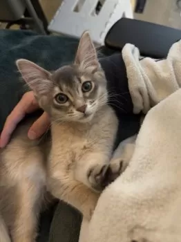 おみつ 様のお迎えした子猫