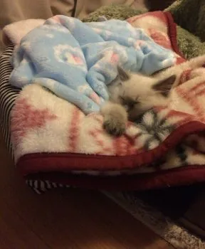 みなちゃん 様のお迎えした子猫