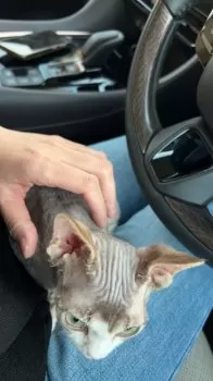 みちゃん 様のお迎えした子猫