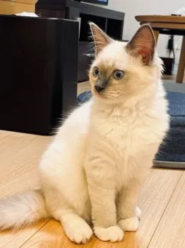 こうた 様のお迎えした子猫