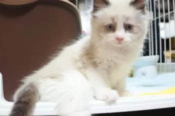 Tonoママ 様のお迎えした子猫