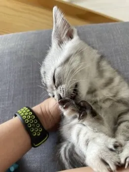 M.N 様のお迎えした子猫