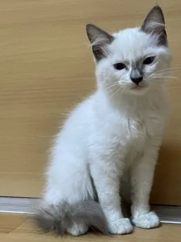 C.S 様のお迎えした子猫