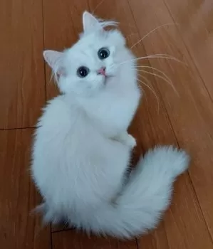 みゅ 様のお迎えした子猫