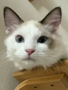 みぃ 様のお迎えした子猫