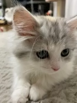 N 様のお迎えした子猫
