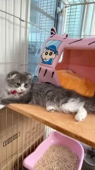 T.K 様のお迎えした子猫