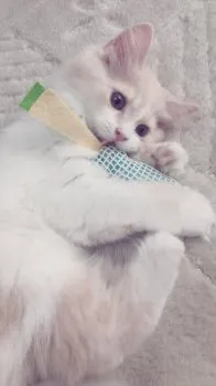 ミッキー 様のお迎えした子猫