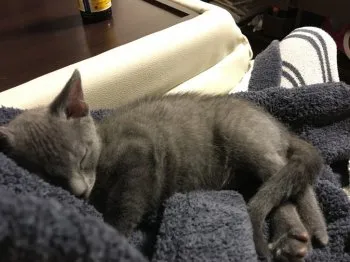 清 様のお迎えした子猫